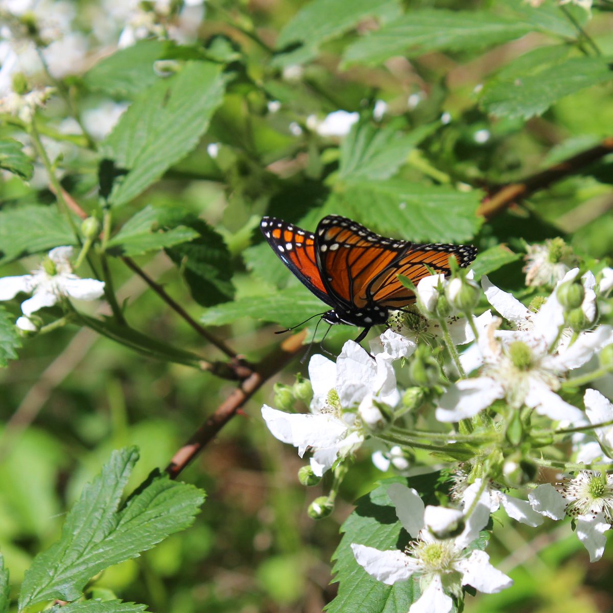 AmberDesign_'s tweet image. Did you get outside this weekend?
I went hiking in the east side of the Cascades and the temperature was perfect so I didn’t burn. It completely resets me as well as offer a great workout! What is one of your favorite hiking places? #butterfly #hiking #optoutside #cascades #hike