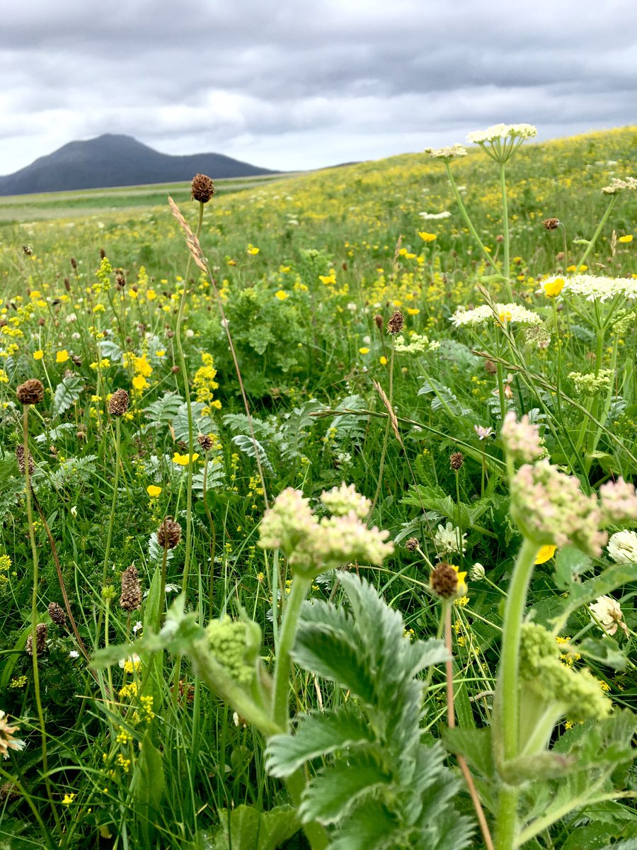 artbranches's tweet photo. #orchid #sundew #bog asphodel #wildflowers #benmor @OuterHebs https://t.co/jsIUoXPIiE