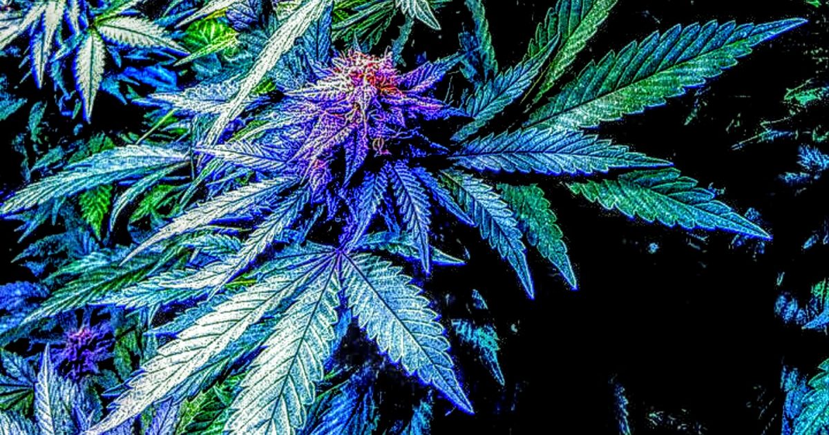 Chris_1791's tweet image. After Marijuana Is Legalized, a New Study Finds, Adolescent Use Declines dlvr.it/R86741 #Marijuana #DrugLegalization via @reason