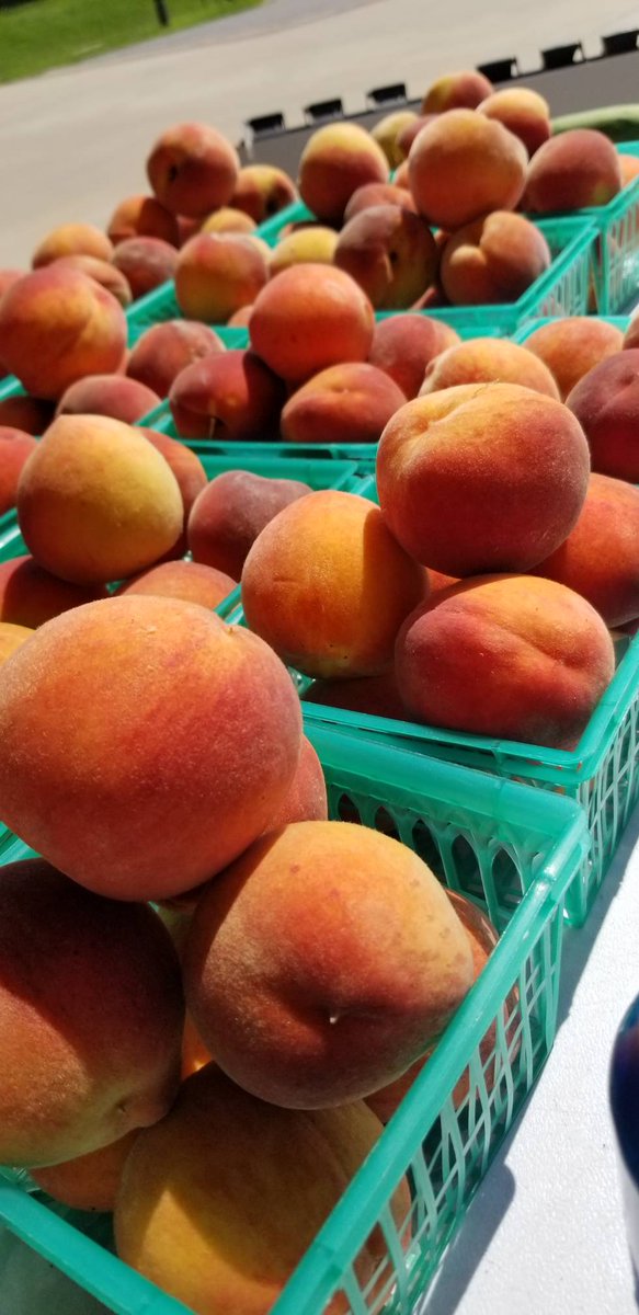 TuscRiverMarket's tweet photo. Bring your kids with you to the farmers market! We've got face paint and peaches as sweet as candy 🍬🎨 https://t.co/B5BE3nexNh