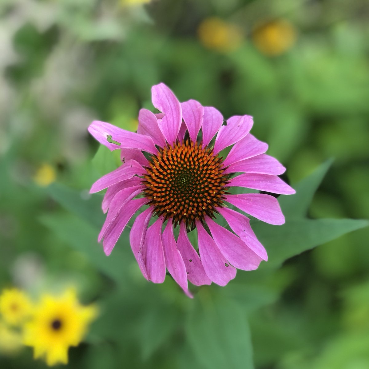 carrieciula's tweet photo. “if we want children to flourish, to become truly empowered, then let us allow them to love the earth before we ask them to save it..."
—david sobel
#earthlove #selflove
#earthloveisselflove
#slowliving
#beautiful #summer
#wild #echinacea #purpleconeflower https://t.co/loEf1vntPp