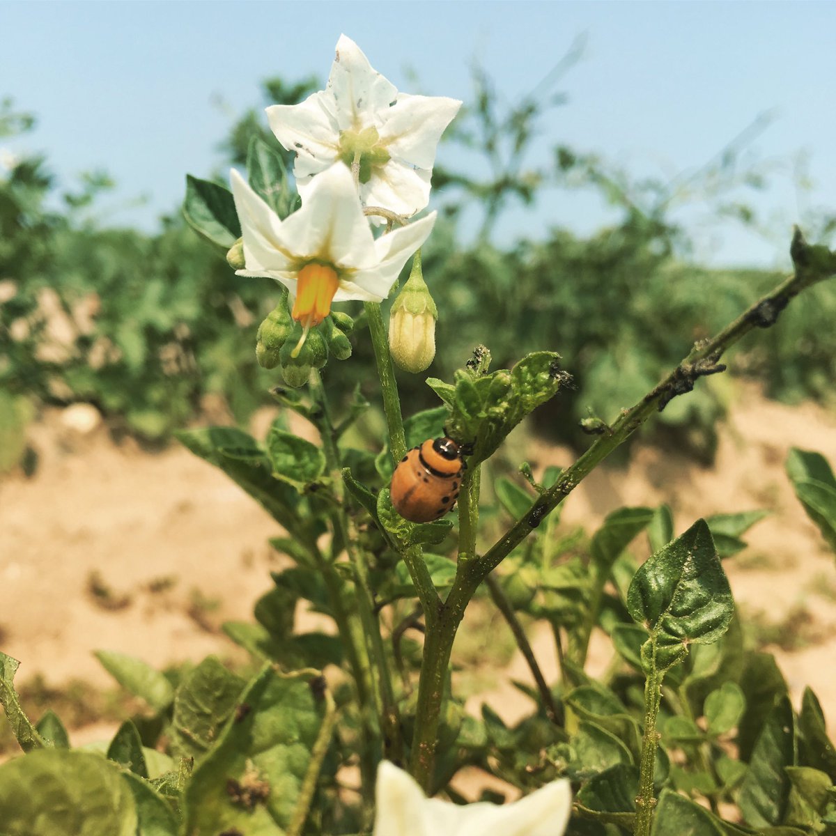 NKaiserSci's tweet photo. The Colorado potato beetles found my plots https://t.co/T85E5UNahq