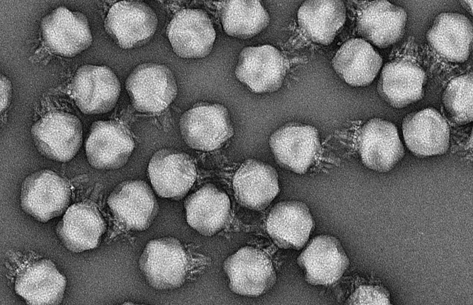 SDSUResearch's tweet photo. Using a virus that might be OLDER THAN HUMANITY to possibly improve health -- happening right here @SDSU! https://t.co/IDecGEPVG0 https://t.co/TsMBG7ZNJs