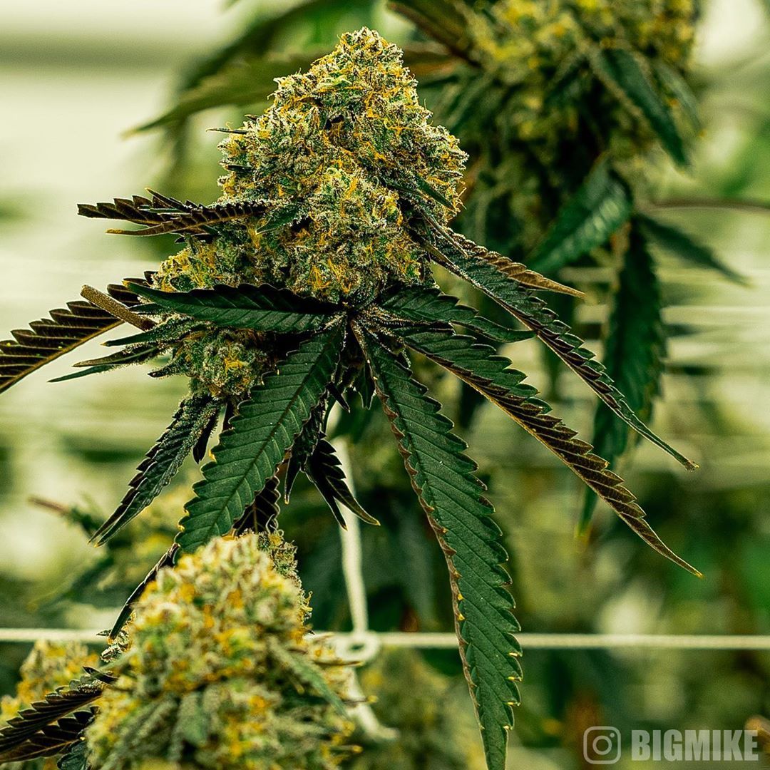 This dynamic plant is going to #heal humanity... It will be an uphill battle toward #legalization, but the reward is worth the work.

Now I want to hear from you, what benefits of #cannabis are you fighting for?