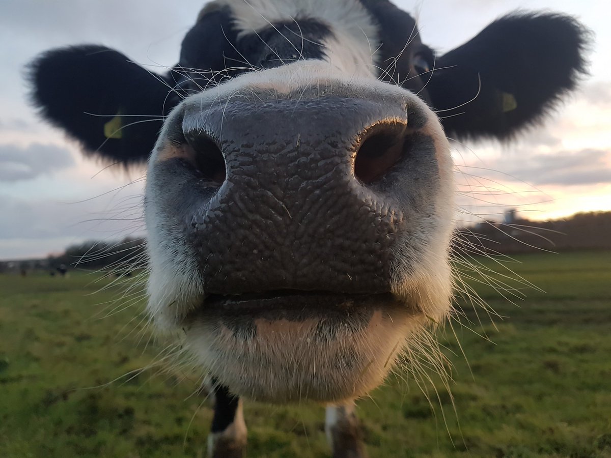 Hey there did you know it's #cowappreciationday today!  Dressing “udderly crazy” can get you free food Tuesday 😋  

Unfortunately not sure where this is happening in good ole Yorkshire, but maybe a bit of fun marketing we could embrace from the USA next year? 😂