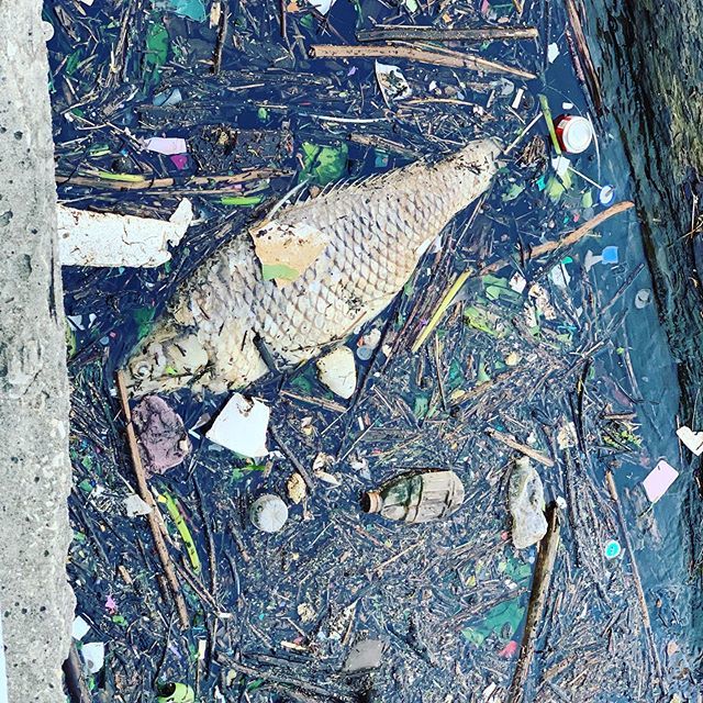 Rather large dead fish floating among the trash in the Delaware River along Columbus Blvd. #philly #phillygram #instaphilly #southphilly #jawnville ift.tt/2XDhMLp
