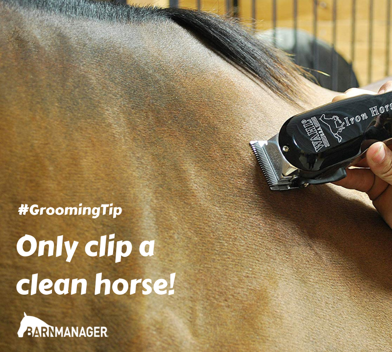 BarnManager1's tweet photo. #GroomingTip Only clip a clean (and dry) horse! Ensuring that your horse is as clean as possible prior to clipping will not only allow for a better clip job, it will prolong the life of your clippers. https://t.co/9vYFGAvOjk