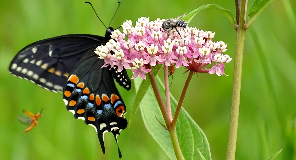 Come join the Canadian Wildlife Federation for a garden tour on Saturday July 13 at 10am to learn how to make your outdoor space inviting for birds, butterflies and other important wildlife! More info here: ow.ly/ieqM50uWykg

PC: Dave Barr