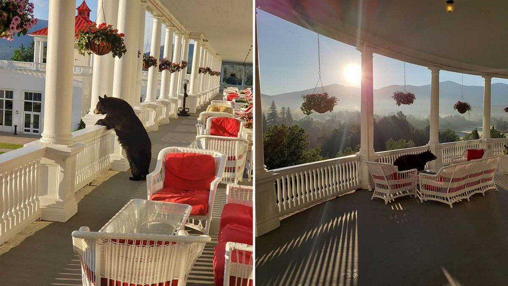 WMUR9's tweet image. Bear spotted taking in sunrise over Mount Washington wmur.com/article/bear-s…