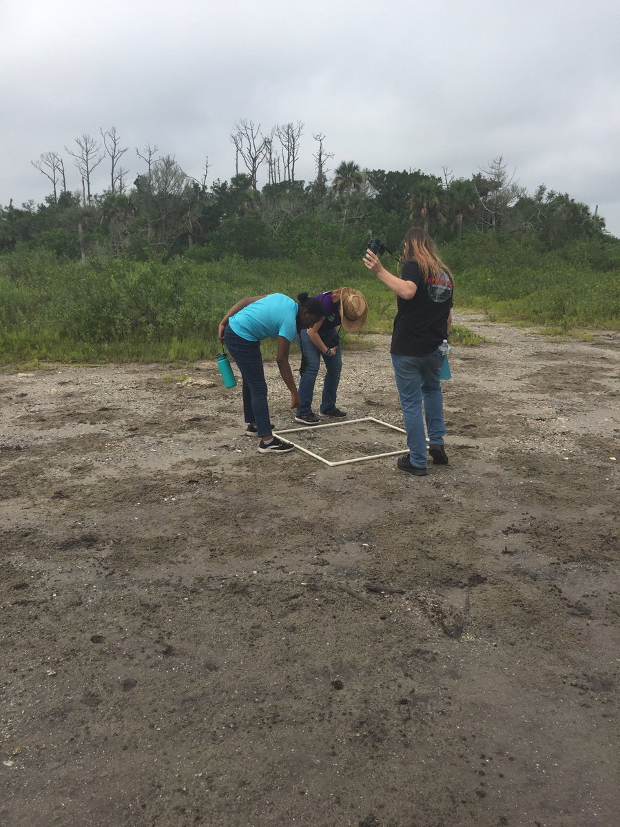 kjohnso_science's tweet photo. Identifying species of birds and using quadrants to determine the crab population! #jumpstartbio2019 https://t.co/mEczVgjRqU