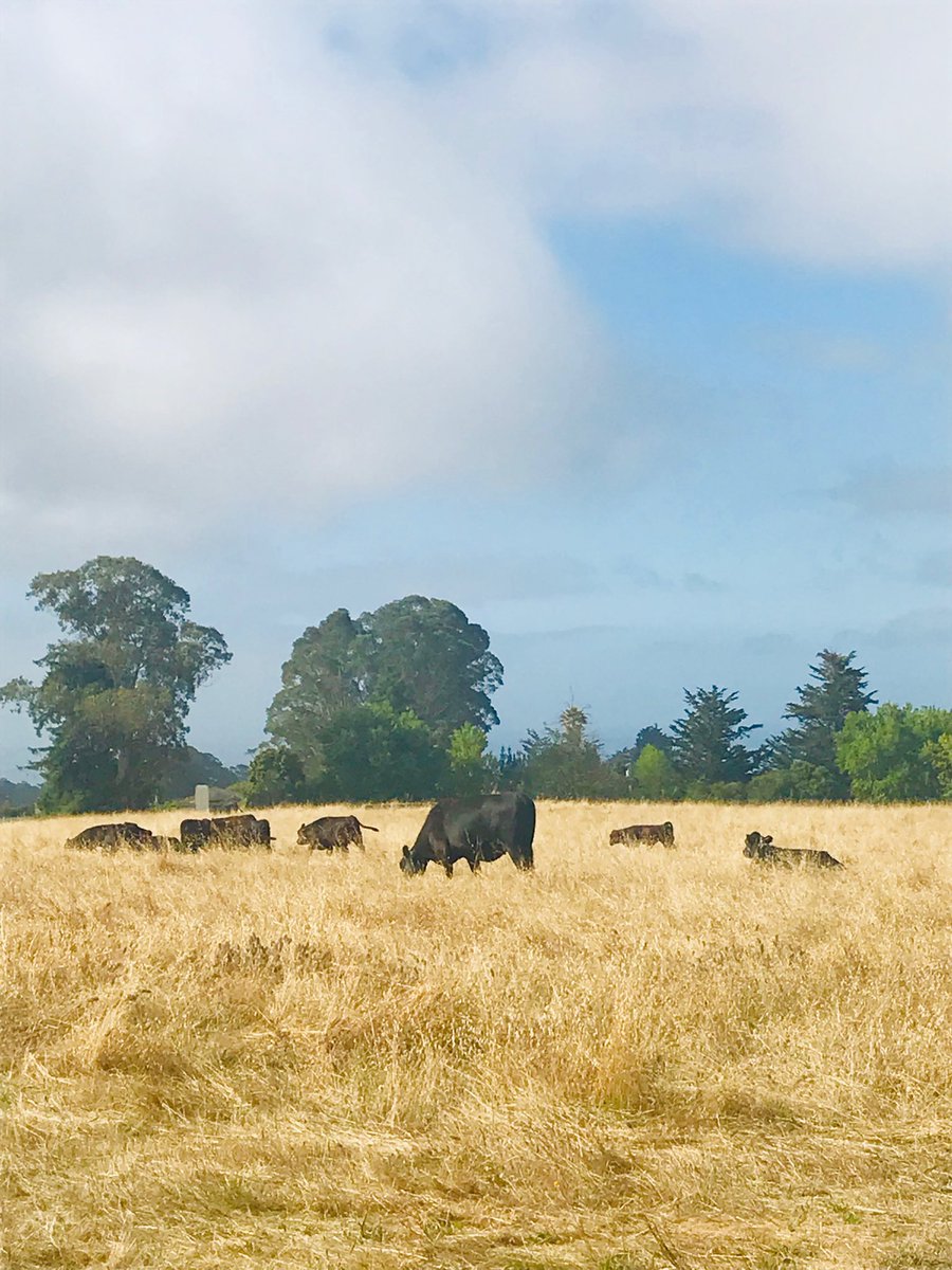 ucsc's tweet photo. #CowAppreciationDay It’s a thing and it’s today and these are our cows who we love and appreciate. 🐮🐮 https://t.co/MI3t6WgEP8