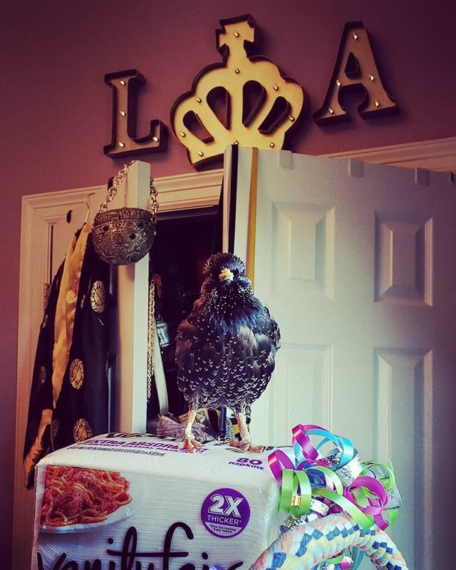 LINAMOURLOVES's tweet photo. The King in his Playroom. On his napkins. Please don't ever touch his napkins. Ever. Thank you. ✌❤💋
#backoff
#favoritethings
#howherolls
#fresh
#playa
#thatkeppietho
#myheart
#tinyruler
#linamoúrloves
#europeanstarling
#wildlife
#sunrise
#love
#… https://t.co/pMJZJUlDNp https://t.co/l8DyDoAeTY