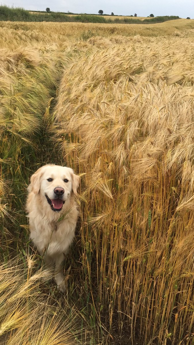 A girls best friend and an excellent finder of tram lines when She can’t see them! #GoldenRetrievers #workingdog #dogsoftwitter #barley