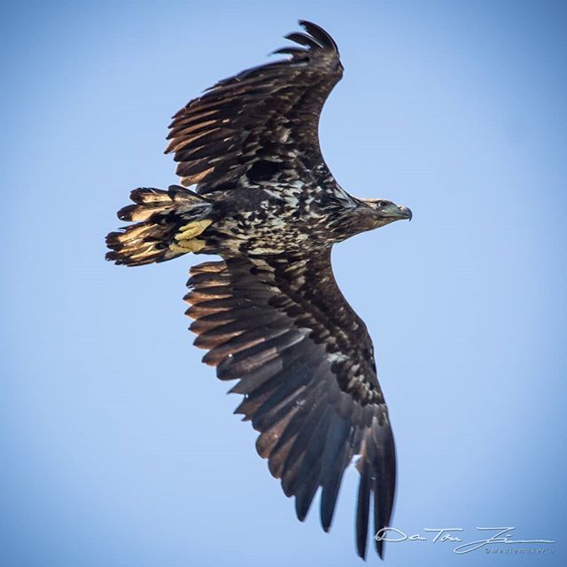 DanTores's tweet photo. Endelig en godværsdag med flyvende turkompiser :-) #Vardø #Vardo #ivardø #varanger #finnmark #Norway #nature #mediemakern #beautiful #beautifull #amazing #travel #tourism #tourist #wildlife #fugl #fugler #bird #birds #birdwatching #birding #wildlife #Arc… https://t.co/UR8mJ2OWOh https://t.co/iXIG52UTYC