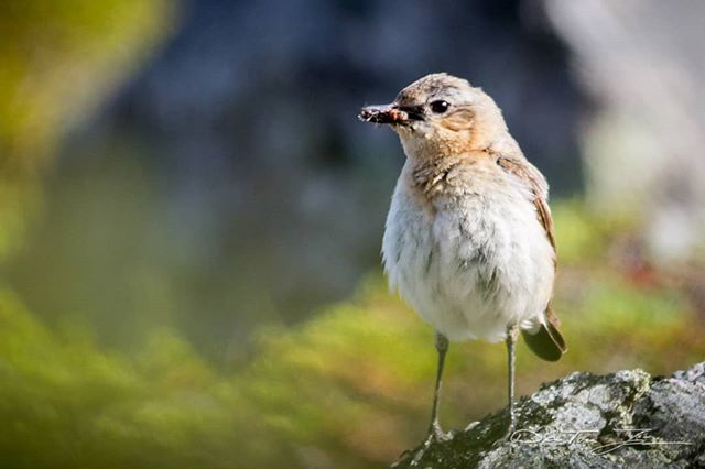 DanTores's tweet photo. Endelig en godværsdag med flyvende turkompiser :-) #Vardø #Vardo #ivardø #varanger #finnmark #Norway #nature #mediemakern #beautiful #beautifull #amazing #travel #tourism #tourist #wildlife #fugl #fugler #bird #birds #birdwatching #birding #wildlife #Arc… https://t.co/uyPiXbumjt https://t.co/2DjbK1ktGc
