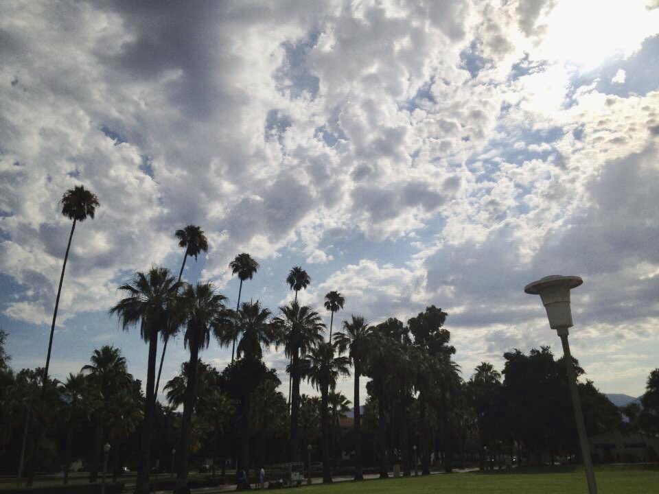 UofRedlands's tweet image. #TuesdayTrees where are these?