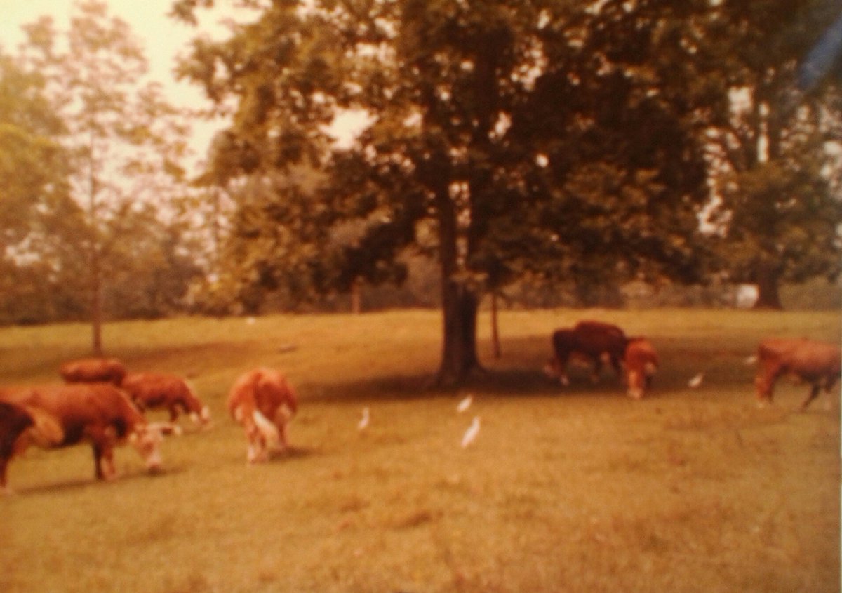 hughmann2's tweet photo. #CowAppreciationDay  Where #milk comes from. https://t.co/4xkVr5gKQB