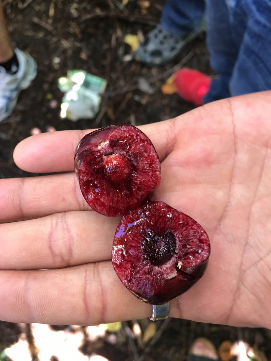wandabaker_'s tweet photo. Nothing screams summer like fresh, juicy #cherries. @SunterraMarket works with local supply chain partner, Jason Wiebe to source the freshest BC cherries for their stores. He visits orchards on the #cherrytrail in B.C. weekly to ensure best quality &amp; best selection. #AD https://t.co/621FKoN4wY