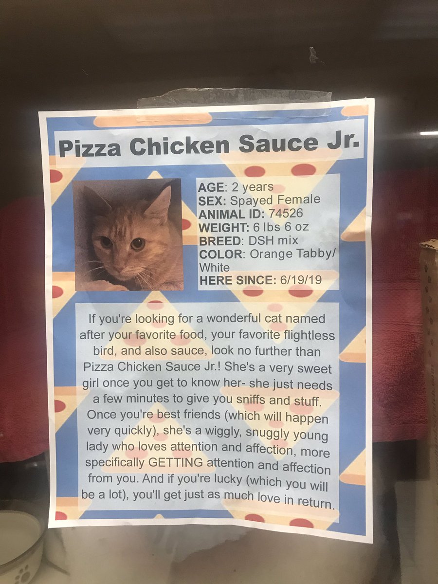 can someone in pittsburgh please adopt pizza chicken sauce jr she’s at the petco on mcknight road