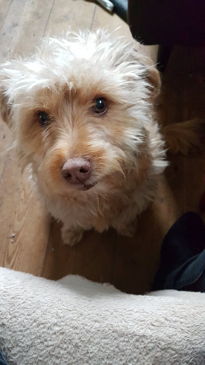 OfficiallyCarla's tweet photo. My new 3 legged pookie #furbaby https://t.co/RQ0klVCLsx