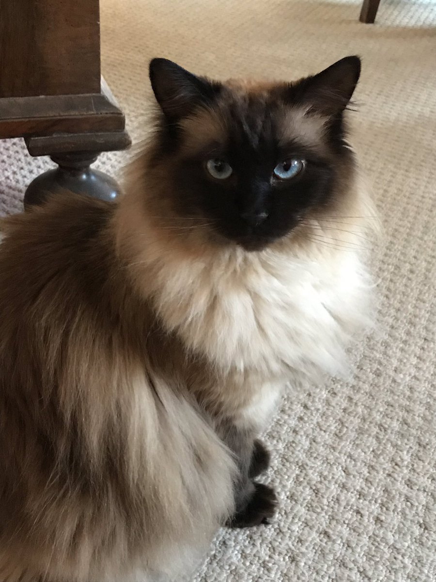 CaptaintheCat1's tweet photo. Yes? Can I help you? #CatsOfTwitter #cutiecatkitty #cats #catstagram #ragdoll https://t.co/eQXpOOB9DX