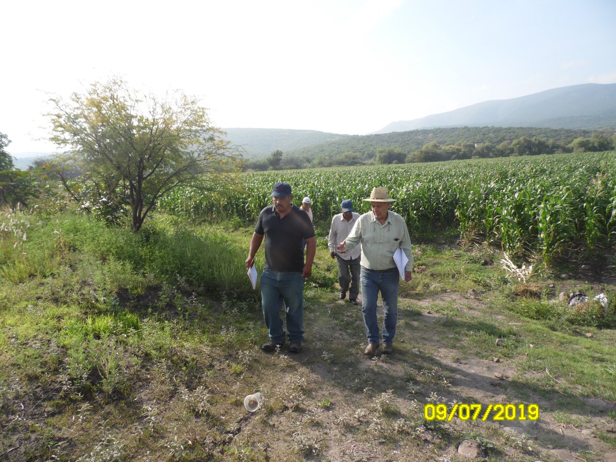 GabysJaralillo's tweet photo. Visita por parte de SNICS, para la certificación de semilla híbrida #H377
a los  #PRODUCTORESCINCODEFEBRERO. Con la finalidad de ofrecer semilla de calidad.
#profesionalizacionagropecuaria
@SDAyR_Gto 
@DesdeGto 
@pepegmichel 
@CIMMYT https://t.co/UosnvmXUbQ
