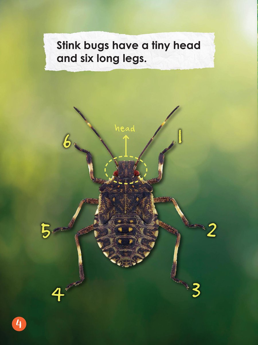 Learn all about stinkbugs while figuring out new two-syllable words! #ARCPress
americanreadingathome.com/bookstore/book…