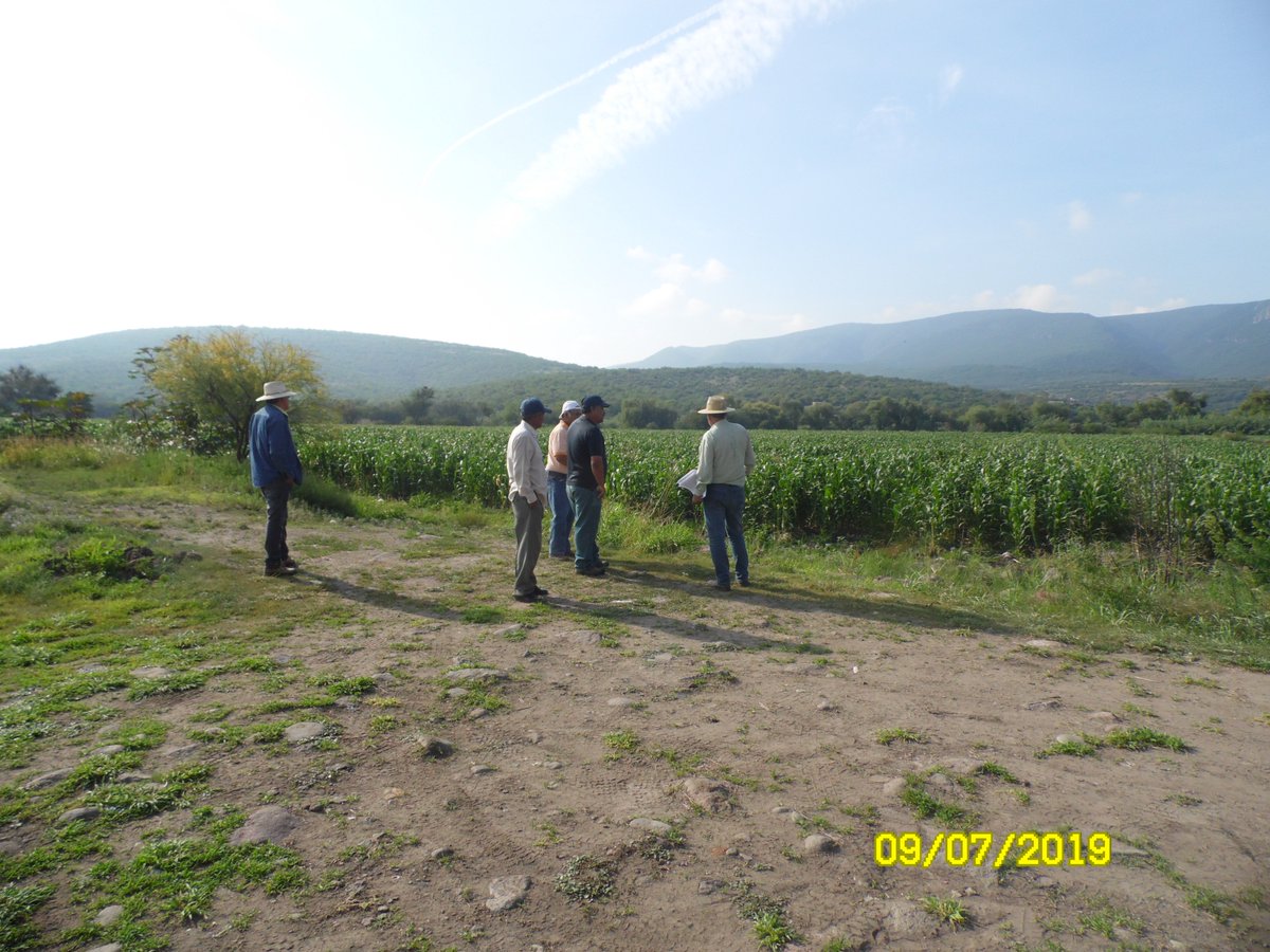 GabysJaralillo's tweet photo. Visita por parte de SNICS, para la certificación de semilla híbrida #H377
a los  #PRODUCTORESCINCODEFEBRERO. Con la finalidad de ofrecer semilla de calidad.
#profesionalizacionagropecuaria
@SDAyR_Gto 
@DesdeGto 
@pepegmichel 
@CIMMYT https://t.co/UosnvmXUbQ