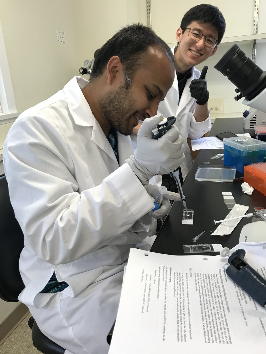 CSHLplantcourse's tweet photo. Preparing twitter for beautiful images of @xanderjones82 GA biosensor in Arabidopsis roots + doing some tobacco infiltration for upcoming lab with Dan Voytas #FTPS19 #workworkworkworkwork @nabilariaz8 https://t.co/68dhiEt3tx