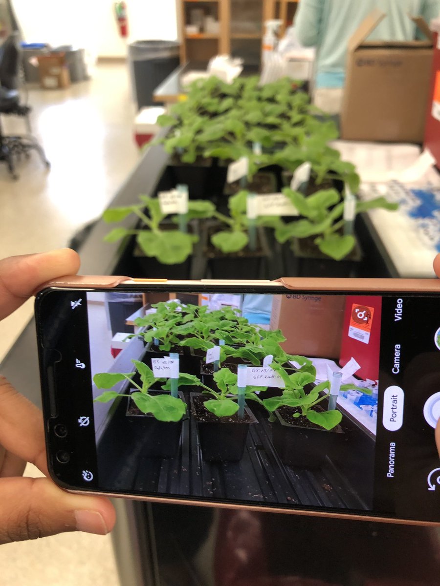 nabilariaz8's tweet photo. Unbe-leaf-able transient transformations using AgroInfiltrations!
#FTPS19 #cshlcourselife @FaridaYasminB https://t.co/TP6CWXTpK2
