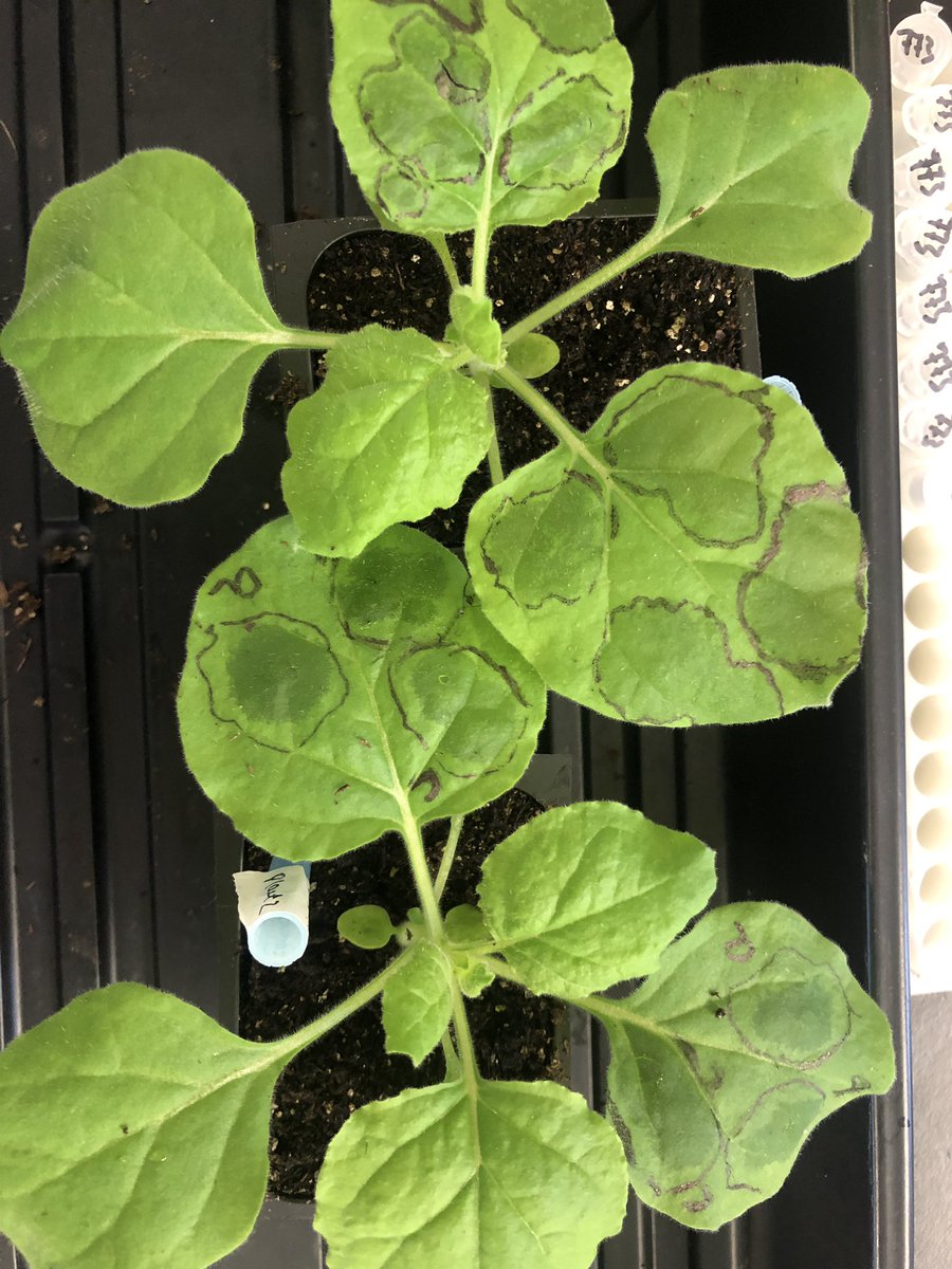 nabilariaz8's tweet photo. Unbe-leaf-able transient transformations using AgroInfiltrations!
#FTPS19 #cshlcourselife @FaridaYasminB https://t.co/TP6CWXTpK2