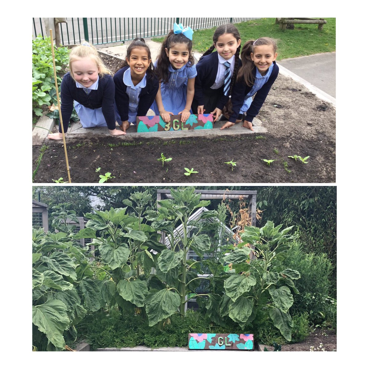 Miss_Lates's tweet photo. Spot the difference #Ediblegarden 🌻 🥕 https://t.co/ph7eLlSc8X