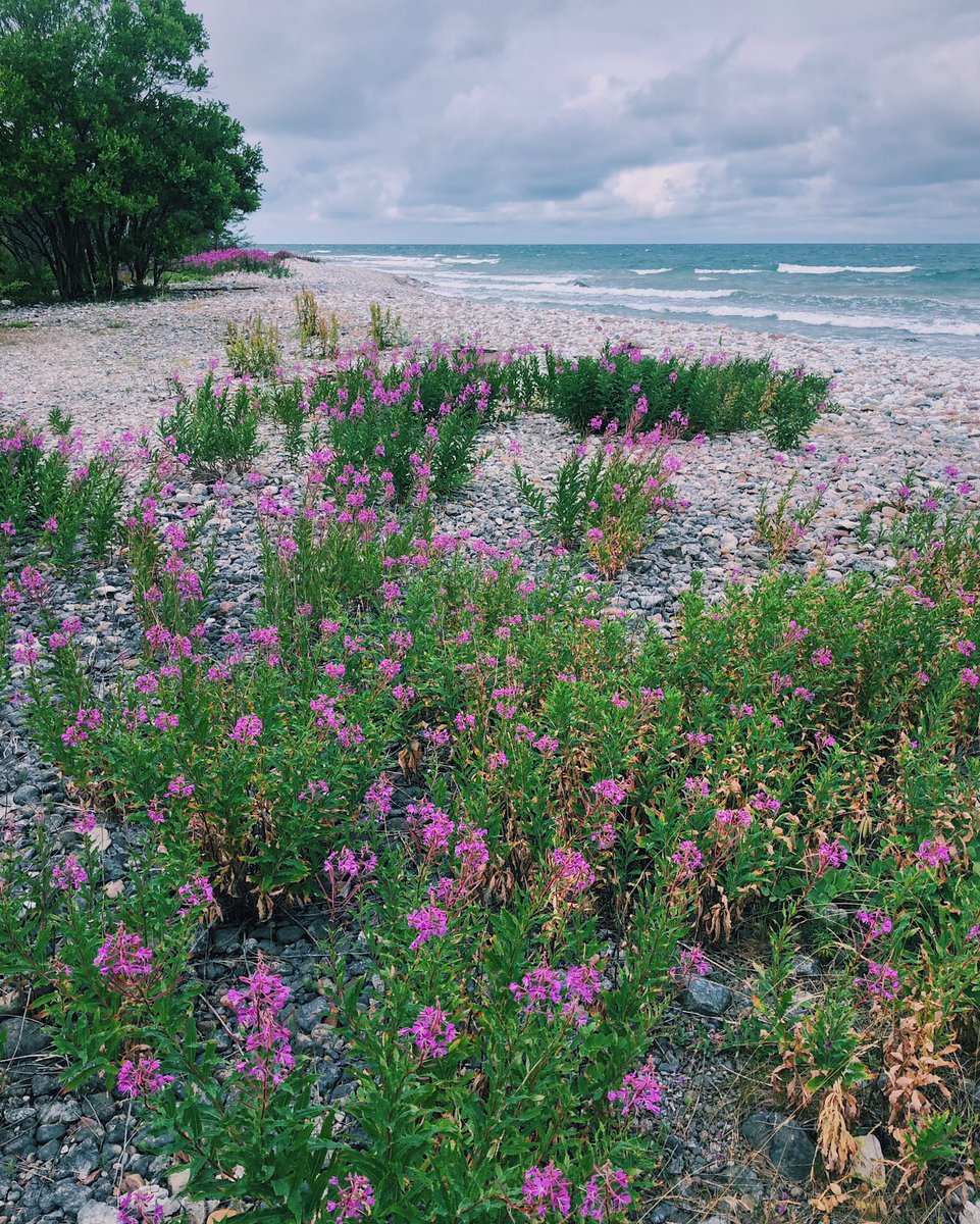 fantasiresor's tweet photo. Swedish summer might be rainy and 13 degrees at the moment, but Fårö is always beautiful🥰 #Fårö #Gotland #svemester https://t.co/rmVSL1VAzn