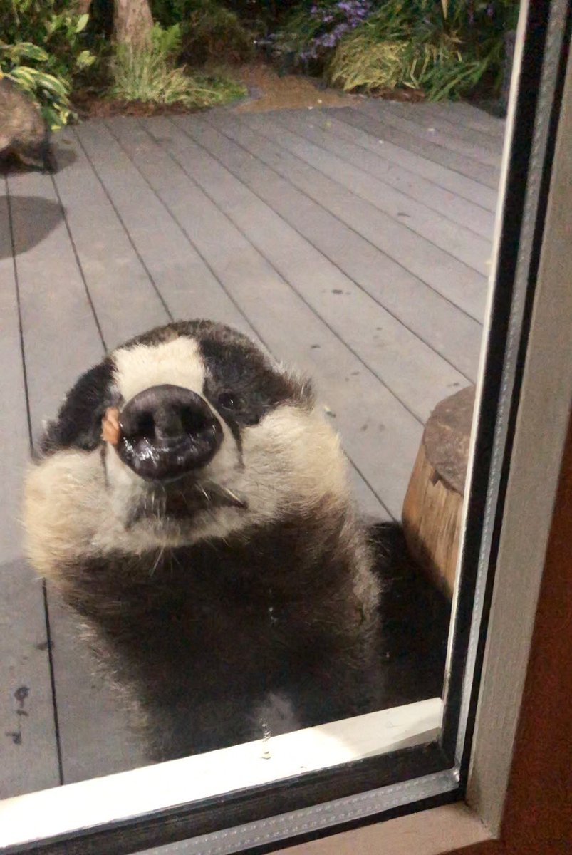 LumpyandFriends's tweet photo. C’mon Christine give us a kiss 😘🐾🐾❤️😆 @highpeakbadgers @DerbyshireBevs  @DomDyer70 @BadgerTrust @AMAZINGNATURE  #badgers #MrLumpyandFriends  #Wildlife #foxes #stopthecull https://t.co/fmHStyzv2Y