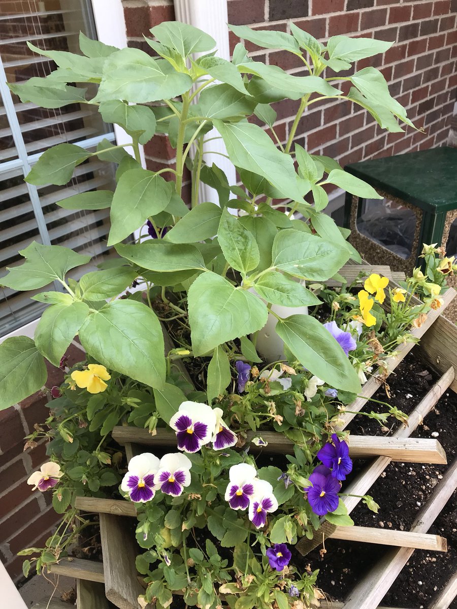 AlyssaSpicer3's tweet photo. Soaking in summer with the lovely blossoms and lovely people @RidgeCrestHC! #CampusInColor2019 @CyndiTaplin https://t.co/aF8XPmNudS