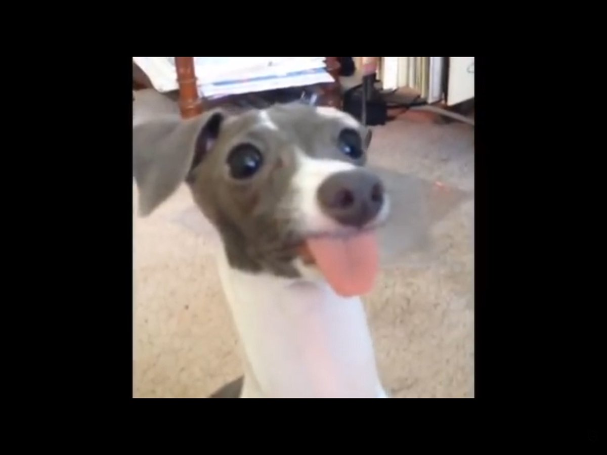 I tickled my dog and this is what happens