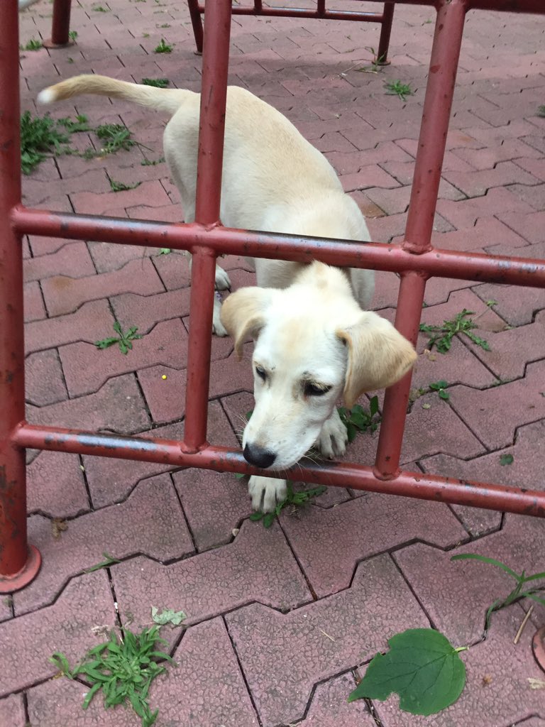 RMartinovic's tweet photo. Možemo li da je udomimo? 
Ženkica tipa labradora, sa jednim plavim i jednim braon okom pronađena na Karaburmi.
Po slobodnoj proceni, stara oko 3 meseca.
Želi li je neko? https://t.co/nstT1hhxxZ