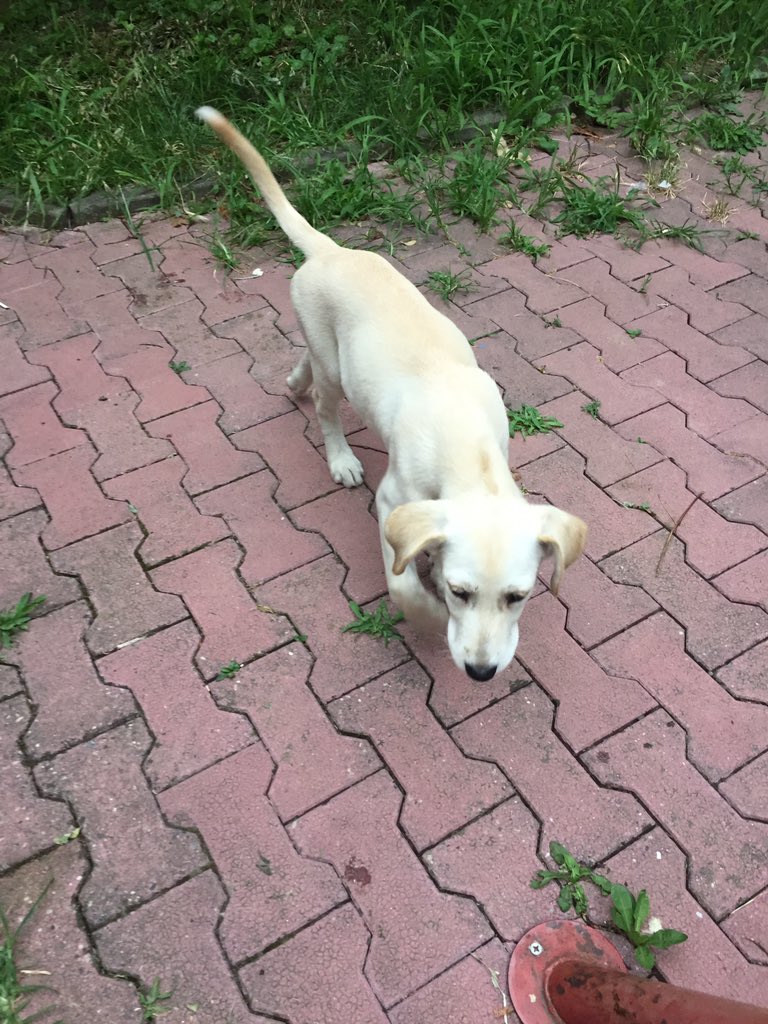 RMartinovic's tweet photo. Možemo li da je udomimo? 
Ženkica tipa labradora, sa jednim plavim i jednim braon okom pronađena na Karaburmi.
Po slobodnoj proceni, stara oko 3 meseca.
Želi li je neko? https://t.co/nstT1hhxxZ
