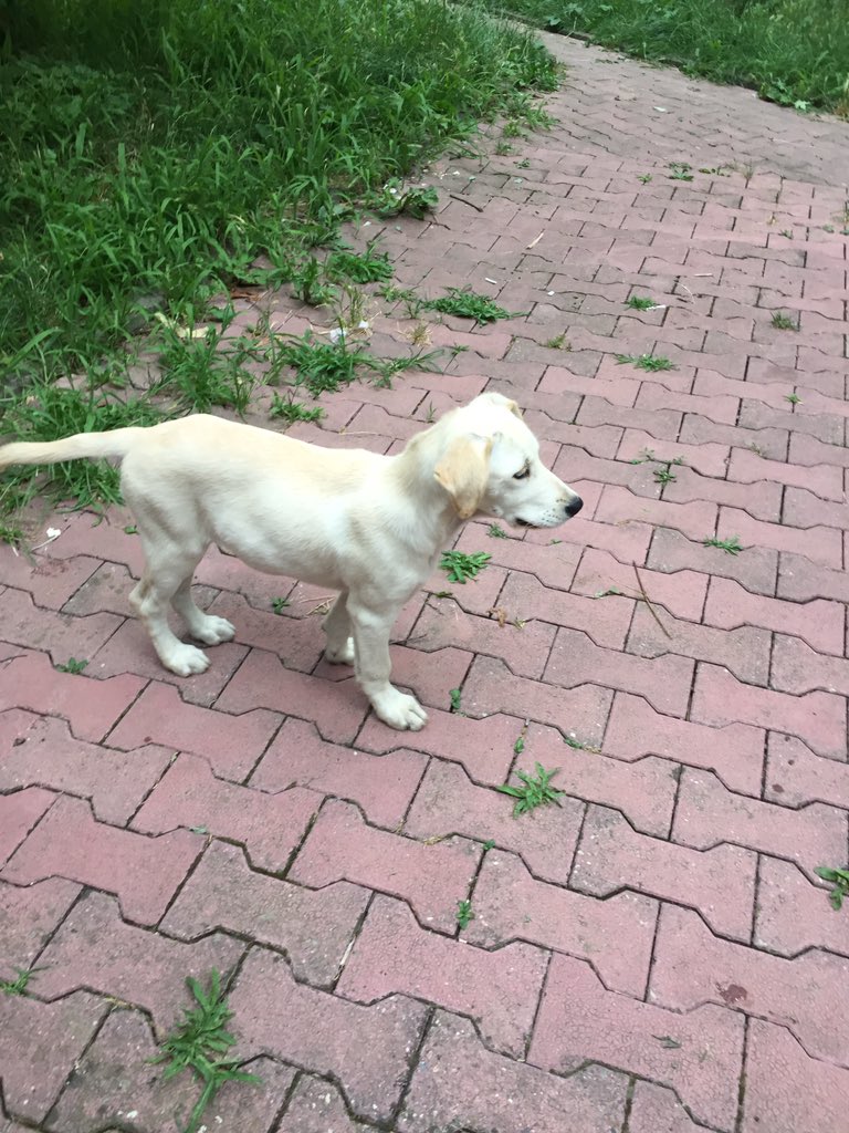 RMartinovic's tweet photo. Možemo li da je udomimo? 
Ženkica tipa labradora, sa jednim plavim i jednim braon okom pronađena na Karaburmi.
Po slobodnoj proceni, stara oko 3 meseca.
Želi li je neko? https://t.co/nstT1hhxxZ