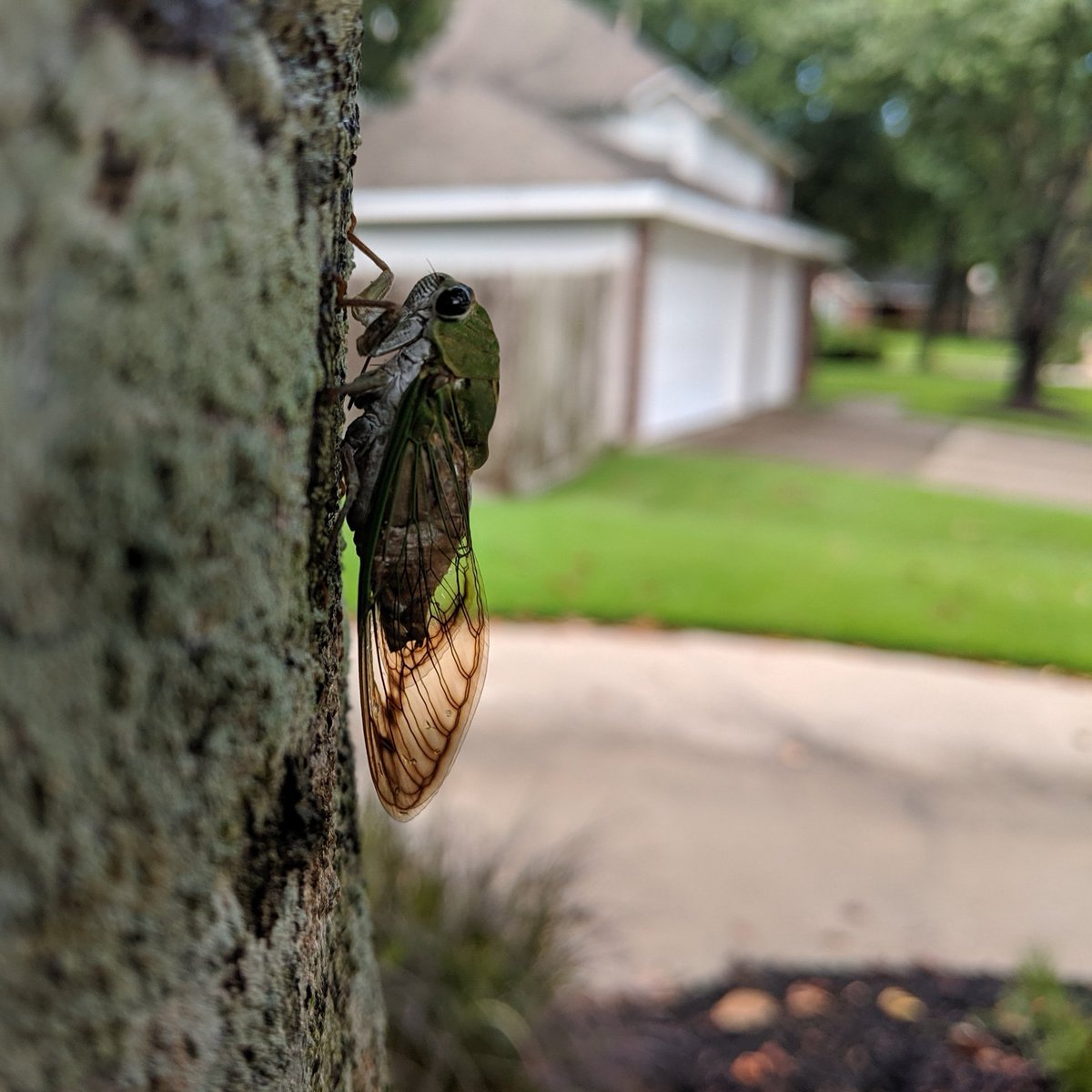 myamvetpest's tweet photo. Fortunately #cicadas don't bite or sting so they are not harmful to pets and humans. #PestControl #GreaterHouston #BugsAroundUs #VeteranOwnedBusiness https://t.co/F3AicmJ8SZ