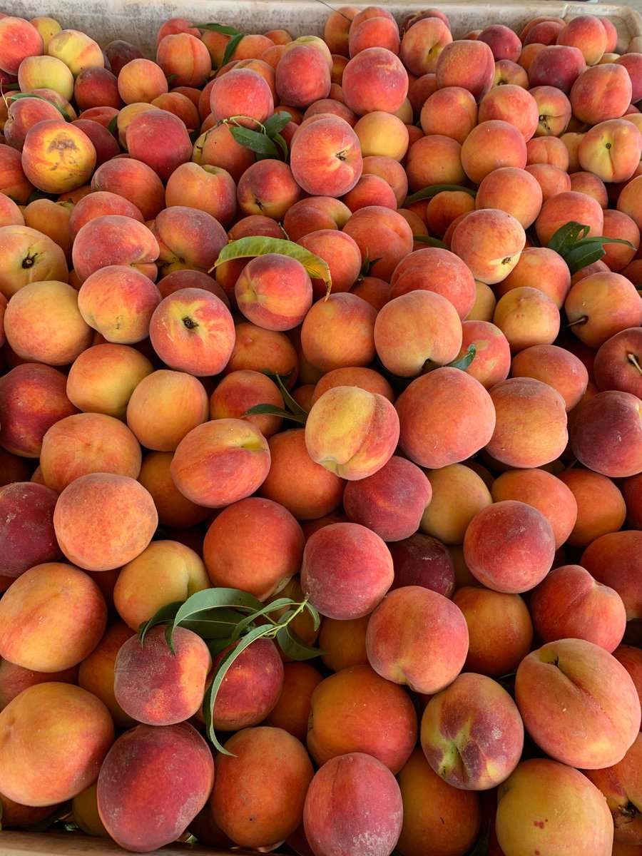 GAFollowers's tweet photo. Everyone in Georgia should visit Gregg Farms. They have freestone peaches you can pick yourself, delicious ice cream and right now is the best time to visit. 🍑

Gregg Farms 
5634 Concord Rd
Concord, GA 30206 https://t.co/kgTgoNwMY9