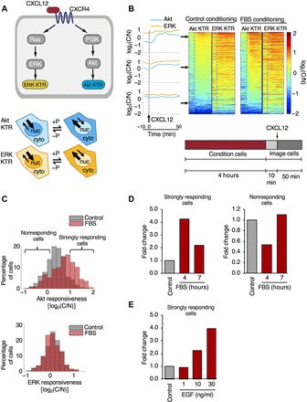 LabLuker's tweet image. Read our most recent publication: Short-term cellular memory tunes the signaling responses of the chemokine receptor CXCR4
stke.sciencemag.org/content/12/589…