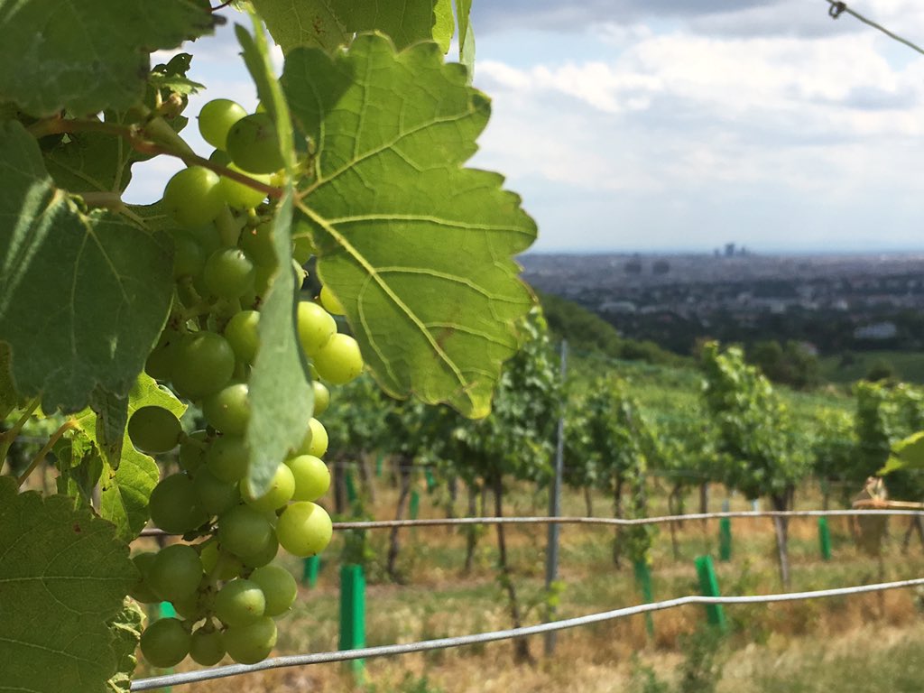 AidanCarr19's tweet photo. Stage 2 of the #filthyremainer tour 2019 - Vienna and it’s vineyards!
#loveeurope #hatebrexit https://t.co/phxcMVz30d