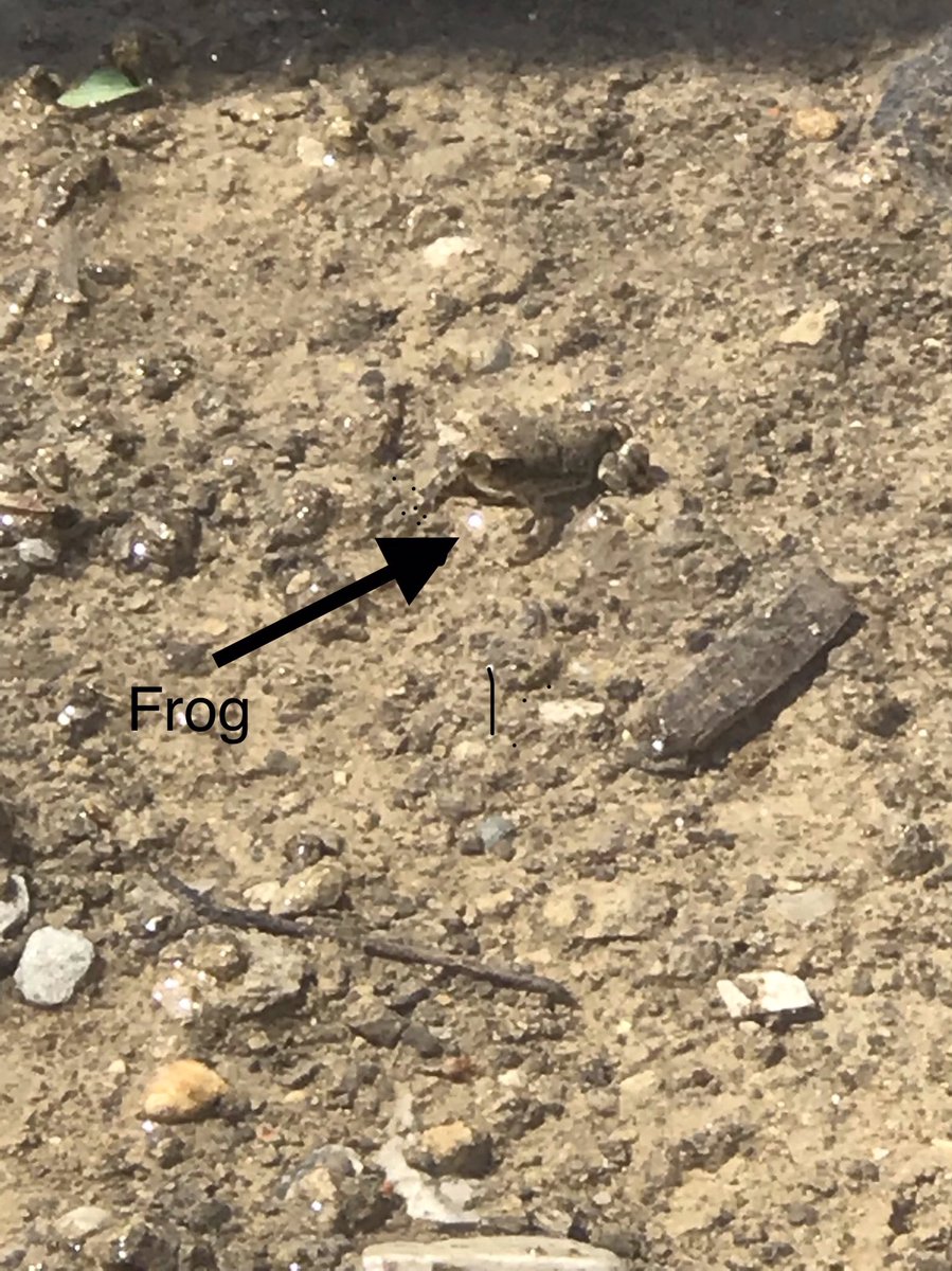 normat0's tweet photo. On today’s agenda; amphibians! 
Conquering my fear of frogs for the love of learning (and the kids). Mind over matter…maybe.  🐸 😳
#steminstitute #tacoboutscience 
@PerotMuseum
@AllenSTEAM https://t.co/GbtUAV9z8Q
