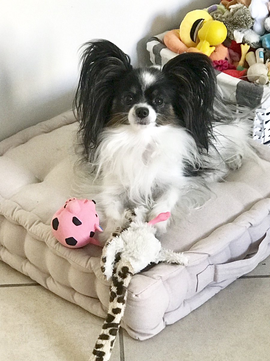 JanaHazelnut's tweet photo. Jana #chien #dogstyle  #papillon #chienpapillon https://t.co/XjK7kEOnrJ