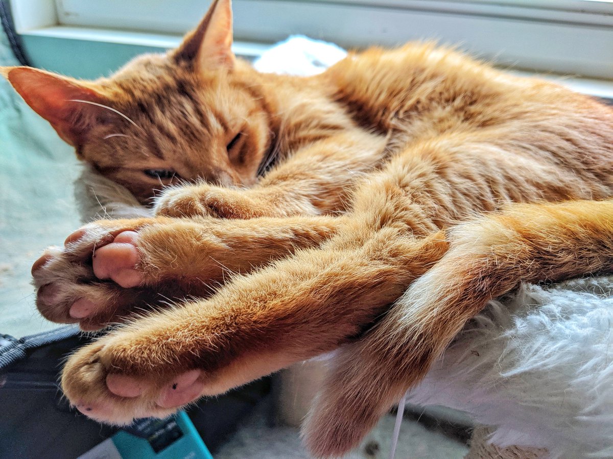 FireAndSpunk's tweet photo. That feel when Tuesday

is

L

O

N

G

...zzz 

😴 https://t.co/OFAloS99eZ