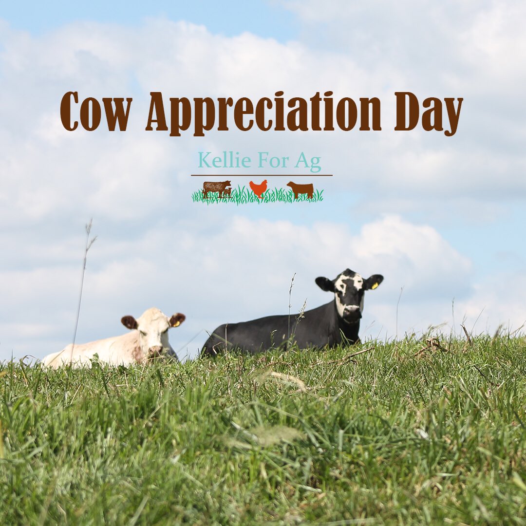 Kellie Lasack🐂 (@kellieforag) on Twitter photo Hey guys. It’s my favorite day of the year. That is all. #CowAppreciationDay Hey guys. It’s my favorite day of the year. That is all. #CowAppreciationDay