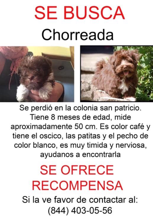 AYÚDANOS A ENCONTRARLA POR FAVOR! Nos das RT? Se ofrece recompensa $$$. <a href="/TacosCheco/">Los Tacos de Checo</a> #Saltillo