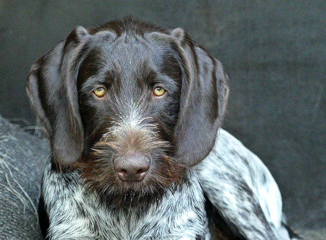 czech wirehaired pointer