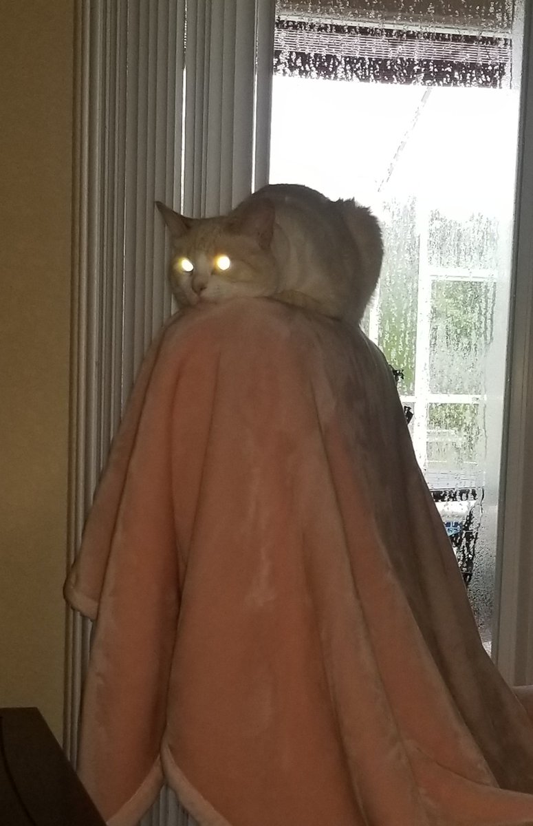 Nicksmommafore1's tweet photo. Wooooooooooo itz just da scawriestes Ghost Kitty ever to be seen by hooman eyez....run from Da Chancy Chance while u can coz I am ready to comes an gets yoooooo https://t.co/PDq2w0ImuS